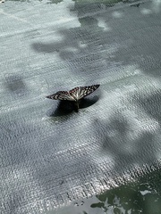 Hestina assimilis assimilis