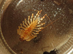 Thereuonema tuberculata