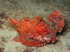 Callistoctopus luteus