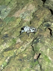 Amorphopus notabilis