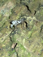 Amorphopus notabilis