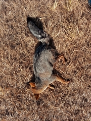 Lycalopex gymnocercus