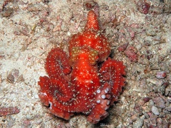 Callistoctopus luteus