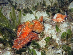 Callistoctopus luteus