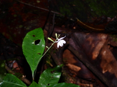 Pulchranthus congestus