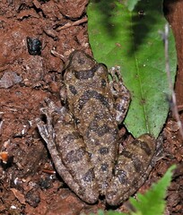 Scinax granulatus