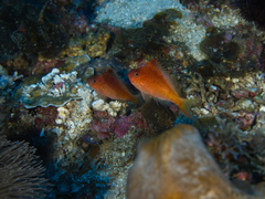 Cyprinocirrhites polyactis