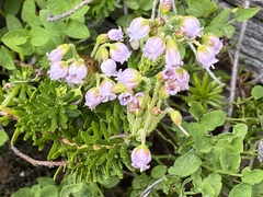 Phyllodoce × intermedia