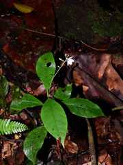 Pulchranthus congestus