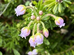 Phyllodoce × intermedia