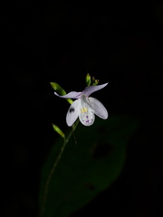 Pulchranthus congestus