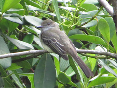 Myiarchus cephalotes