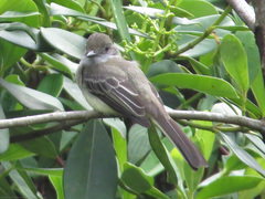 Myiarchus cephalotes