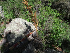 Tillandsia calothyrsus
