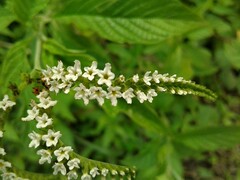 Heliotropium transalpinum