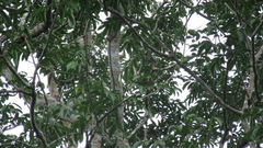 Astronium graveolens