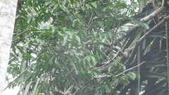 Astronium graveolens