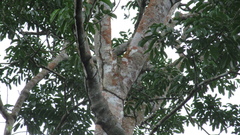 Astronium graveolens