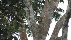 Astronium graveolens