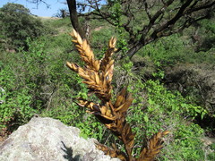 Tillandsia calothyrsus