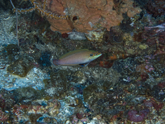 Halichoeres melasmapomus