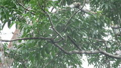 Astronium graveolens