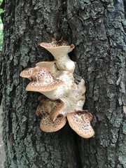 Cerioporus squamosus