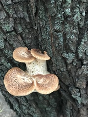 Cerioporus squamosus