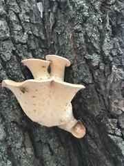 Cerioporus squamosus