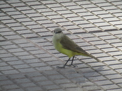 Machetornis rixosa