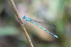 Argia lacrimans