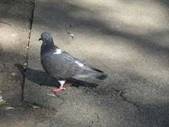 Columba livia