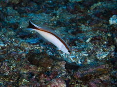Red-Lined Tilefish photo 2