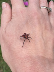 Lycorma delicatula