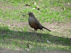 Turdus rufiventris