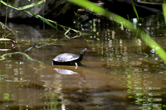 Trachemys stejnegeri