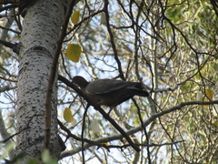 Patagioenas picazuro