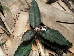 Ardisia violacea