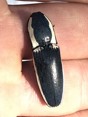 Chalcolepidius apacheanus