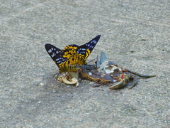 Dysphania subrepleta