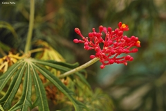 Jatropha multifida