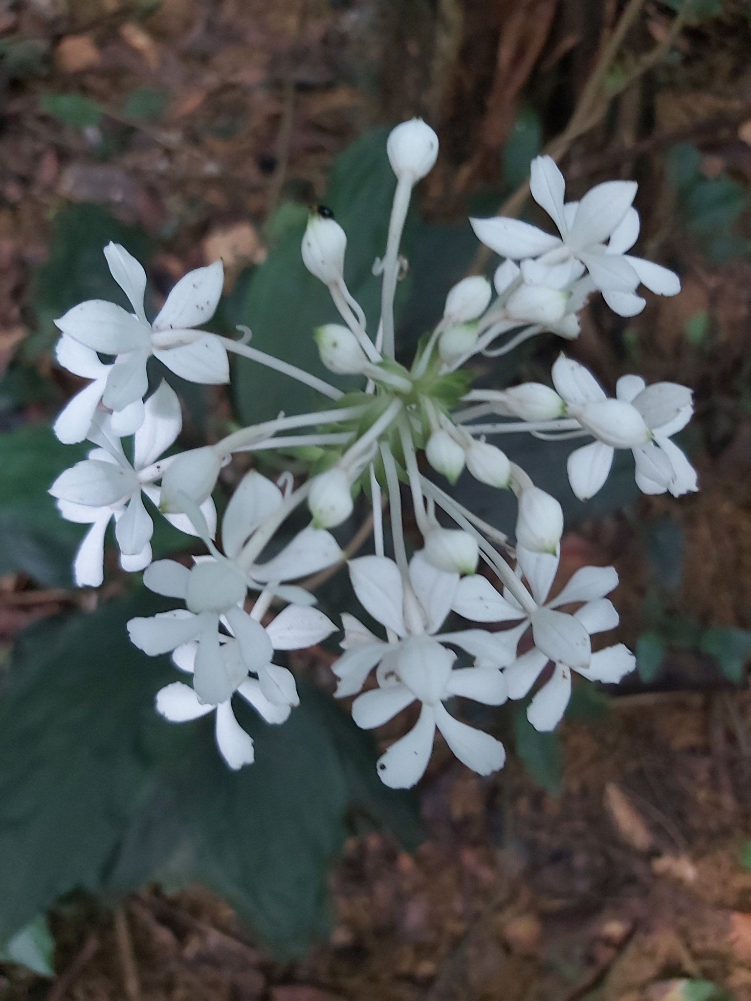 Calanthe triplicata — ảnh 3