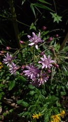 Calorezia prenanthoides