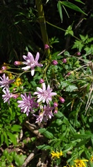 Calorezia prenanthoides