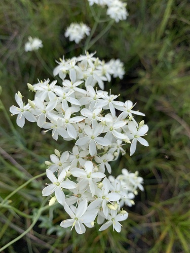 Sabatia macrophylla var. recurvans