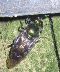 Microdon craigheadii