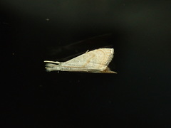 Haimbachia placidellus