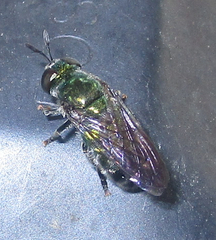 Microdon craigheadii