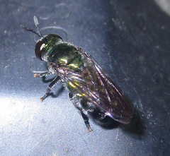 Microdon craigheadii