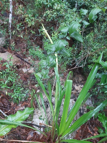 Image of Pitcairnia Abscondita (Pitcairnia abscondita) by no rights reserved